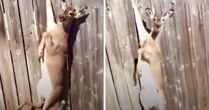 Man Spots Crying Deer Stuck In Fence And Jumps Into Action In Order To Save Her Man Spots Crying Deer Stuck In Fence And Jumps Into Action In Order To Save Her