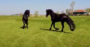 Two Stallions Face-Off Meeting For The First Time Two Stallions Face-Off Meeting For The First Time