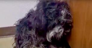 Rescuers Work For Over 12 Hours To Help Save Abandoned Dog From Busy Country Road Rescuers Work For Over 12 Hours To Help Save Abandoned Dog From Busy Country Road