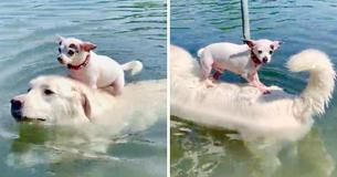He's A Water Pal — Chihuahua Hitches Ride Across Lake On Friendly Dog He's A Water Pal — Chihuahua Hitches Ride Across Lake On Friendly Dog