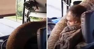 Elephant Holds Up Bus And Sticks Its Trunk Through Window To Thieve A Bunch Of Bananas Elephant Holds Up Bus And Sticks Its Trunk Through Window To Thieve A Bunch Of Bananas