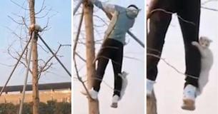 Stray Cat Stuck On Top Of Tree Clings Onto Man's Leg As It Is Being Rescued By Him Before Making A Safe Landing Stray Cat Stuck On Top Of Tree Clings Onto Man's Leg As It Is Being Rescued By Him Before Making A Safe Landing