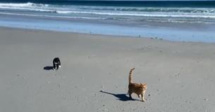 Cat Takes First Trip To Beach And Seems To Develop Strong Opinion Regarding Wind Cat Takes First Trip To Beach And Seems To Develop Strong Opinion Regarding Wind