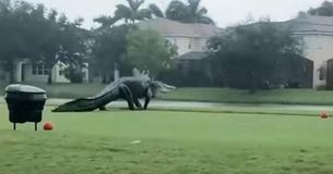 Monstrous Alligator Strolls Florida Golf Course As Hurricane Roars Monstrous Alligator Strolls Florida Golf Course As Hurricane Roars