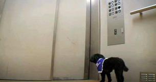 Teacup Poodle Rides Nursing Home Elevator With Touching Mission Teacup Poodle Rides Nursing Home Elevator With Touching Mission