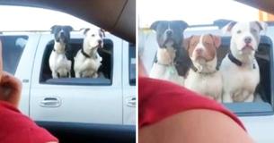 Driver Reacts Commicaly When Three Dogs Stick Their Heads Out Of Pickup Truck's Window At Red Light Driver Reacts Commicaly When Three Dogs Stick Their Heads Out Of Pickup Truck's Window At Red Light