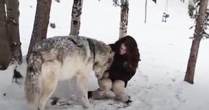 Ein riesiger Wolf liebt es, mit seiner engsten menschlichen Freundin zu kuscheln Ein riesiger Wolf liebt es, mit seiner engsten menschlichen Freundin zu kuscheln
