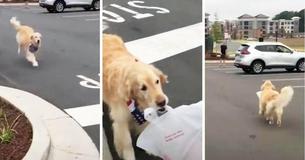 Golden Retriever Gains Fame For Delivering Takeout Dinners To Her Dad Every Week Golden Retriever Gains Fame For Delivering Takeout Dinners To Her Dad Every Week