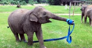 Elephant Has Time Of Her Life Playing Outside With Ribbon Elephant Has Time Of Her Life Playing Outside With Ribbon