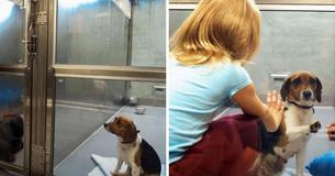 Mom Dog At Shelter Keeps Getting Overlooked, Until One Little Girl Smiles At Her Mom Dog At Shelter Keeps Getting Overlooked, Until One Little Girl Smiles At Her