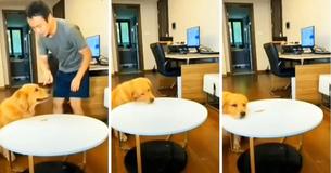 Clever Dog: Golden Retriever Replaces Treat In Order To Trick Owner Into Thinking Pup Has Not Eaten Clever Dog: Golden Retriever Replaces Treat In Order To Trick Owner Into Thinking Pup Has Not Eaten