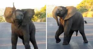 Jumbo Jive: Cute Baby Elephant 'Dances' On Road For Safari Tourists In South Africa Jumbo Jive: Cute Baby Elephant 'Dances' On Road For Safari Tourists In South Africa