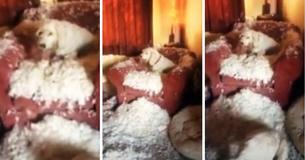 Dog Owner Discovers Naughty Dog Sitting In Pile Of Stuffing After Ripping Up Chair Dog Owner Discovers Naughty Dog Sitting In Pile Of Stuffing After Ripping Up Chair