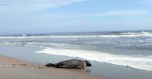 Rescued Seal Pippi Returns To Her Ocean Home Following Nine Months Of Rehab: 'She Is A Fighter' Rescued Seal Pippi Returns To Her Ocean Home Following Nine Months Of Rehab: 'She Is A Fighter'