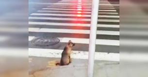 Stray Dog Sits By Street For 40 Seconds Waiting For Green Light At Crossing Stray Dog Sits By Street For 40 Seconds Waiting For Green Light At Crossing