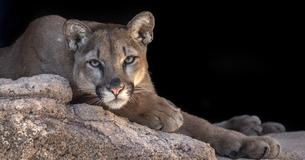 Starving Cougar Wanders Into Olympic Peninsula Animal Rehab At The Last Moment Starving Cougar Wanders Into Olympic Peninsula Animal Rehab At The Last Moment