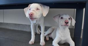 Brother Pup Defends Sister As Animal Shelter Finds Dog Has Special-Needs Brother Pup Defends Sister As Animal Shelter Finds Dog Has Special-Needs