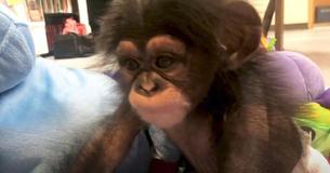 Baby Chimp Is Fascinated When She Looks In Mirror For First Time Baby Chimp Is Fascinated When She Looks In Mirror For First Time