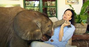 Woman Rescues Orphan Elephant Who Was Washed Away In Flood – Follows Her Human Mom Into Her House Woman Rescues Orphan Elephant Who Was Washed Away In Flood – Follows Her Human Mom Into Her House