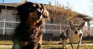 Heroic Dachshund Saves Smaller Dog Buddy From Mountain Lion Attack Heroic Dachshund Saves Smaller Dog Buddy From Mountain Lion Attack