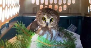 Tiny Owl Found Inside Rockefeller Christmas Tree Becomes Social Media Darling As He Recovers From Strenuous Trek Tiny Owl Found Inside Rockefeller Christmas Tree Becomes Social Media Darling As He Recovers From Strenuous Trek