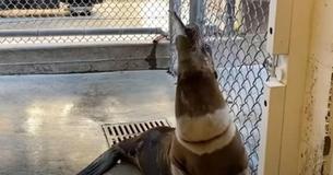 Sea Lion Found Tangled In Fishing Line With Stomach Full Of Rocks Happily Returns To Sea Sea Lion Found Tangled In Fishing Line With Stomach Full Of Rocks Happily Returns To Sea