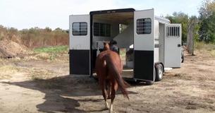 Soixante-quinze Quarter Horses découragés rentrent dans une remorque pour avoir une vie meilleure Soixante-quinze Quarter Horses découragés rentrent dans une remorque pour avoir une vie meilleure