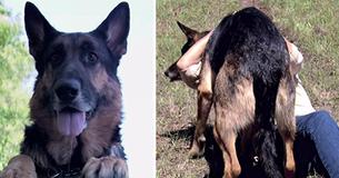 Frau steckt in Autounfall fest - Kurz darauf rettet sie ein heldenhafter streunender Hund und bringt sie in Sicherheit Frau steckt in Autounfall fest - Kurz darauf rettet sie ein heldenhafter streunender Hund und bringt sie in Sicherheit