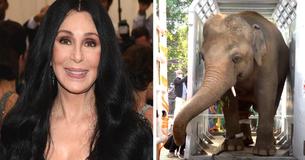 Cher Rescues ‘World’s Loneliest Elephant’ Living In Pakistan Zoo For Over Three Decades Cher Rescues ‘World’s Loneliest Elephant’ Living In Pakistan Zoo For Over Three Decades