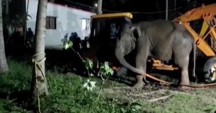 Elephant Trapped In Well Is Rescued By 12-Hour Crane Operation Elephant Trapped In Well Is Rescued By 12-Hour Crane Operation
