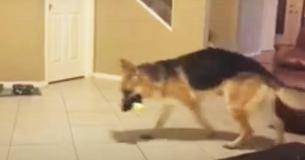 Familie schrikt zich een breuk als de hond ineens op 7-jarige afschiet, totdat ze ontdekken dat hij zichzelf heeft opgeofferd Familie schrikt zich een breuk als de hond ineens op 7-jarige afschiet, totdat ze ontdekken dat hij zichzelf heeft opgeofferd