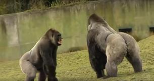 Gorilla van bijna 1,82 meter verrast dierenverzorgers, resulterend in zeldzame beelden die zich over het hele internet verspreiden Gorilla van bijna 1,82 meter verrast dierenverzorgers, resulterend in zeldzame beelden die zich over het hele internet verspreiden