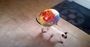 Siamese Kitten Is So Smitten By Her New Balloon That She Carries It Around Through Different Rooms Siamese Kitten Is So Smitten By Her New Balloon That She Carries It Around Through Different Rooms