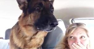 German Shepherd Throws Fit When He Realizes He's At The Vet German Shepherd Throws Fit When He Realizes He's At The Vet