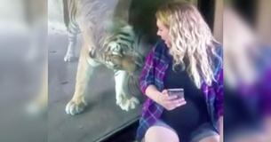 Woman Filmed Pregnant Friend Taking Selfie With Tiger And Captured Moment Cat Noticed Her Baby Belly Woman Filmed Pregnant Friend Taking Selfie With Tiger And Captured Moment Cat Noticed Her Baby Belly