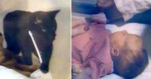Il gatto nero miagola ansioso nel baby monitor mentre la mamma controlla la stanza della figlia e si precipita a cercare il telefono Il gatto nero miagola ansioso nel baby monitor mentre la mamma controlla la stanza della figlia e si precipita a cercare il telefono