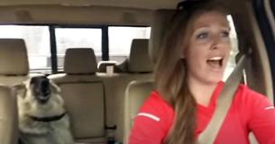 Dog And Owner Are In Car As Dog’s Favorite Song Comes On — Neither Of Them Can Contain Their Excitement Dog And Owner Are In Car As Dog’s Favorite Song Comes On — Neither Of Them Can Contain Their Excitement