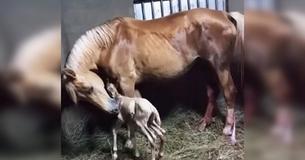 Dopo la nascita del primo puledro, la custode della cavalla nota la placenta particolare e corre a cercare aiuto Dopo la nascita del primo puledro, la custode della cavalla nota la placenta particolare e corre a cercare aiuto