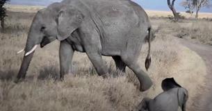 Babyolifant met een driftbui op video vastgelegd, mama had een uitstekende reactie Babyolifant met een driftbui op video vastgelegd, mama had een uitstekende reactie
