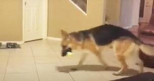 Familie schrikt zich een hoed als de hond ineens op de 7-jarige afschiet, totdat ze ontdekken dat hij zichzelf heeft opgeofferd Familie schrikt zich een hoed als de hond ineens op de 7-jarige afschiet, totdat ze ontdekken dat hij zichzelf heeft opgeofferd