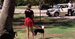 Meisje dat 2 met droevige honden in het park loopt, ziet man in het wit uit de auto stappen en beseft dat hij hun werkelijke eigenaar is Meisje dat 2 met droevige honden in het park loopt, ziet man in het wit uit de auto stappen en beseft dat hij hun werkelijke eigenaar is