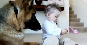 Baby steelt traktatie van Duitse herder, vader komt door de vergelding van de hond niet meer bij van het lachen Baby steelt traktatie van Duitse herder, vader komt door de vergelding van de hond niet meer bij van het lachen