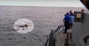 Marinha confunde um grande objeto na água, mas uma vez que é identificado, a tripulação se joga no mar para ajudar Marinha confunde um grande objeto na água, mas uma vez que é identificado, a tripulação se joga no mar para ajudar