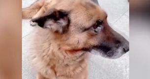 Une chienne policière bergère allemande à la retraite pleure en retrouvant son maître Une chienne policière bergère allemande à la retraite pleure en retrouvant son maître
