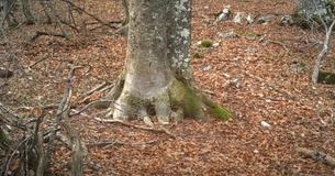 Filmmakers Record Tree In Woods For One Year And Manage To Capture Breathtaking Footage Filmmakers Record Tree In Woods For One Year And Manage To Capture Breathtaking Footage