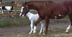 Paard bevalt van een zeldzaam merrieveulen van het ras Medicine Hat met een belangrijk patroon op het gezicht Paard bevalt van een zeldzaam merrieveulen van het ras Medicine Hat met een belangrijk patroon op het gezicht