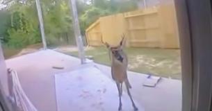 Deer Looking For Help—Upon Seeing His Antlers Workers Dial Emergency Services Deer Looking For Help—Upon Seeing His Antlers Workers Dial Emergency Services