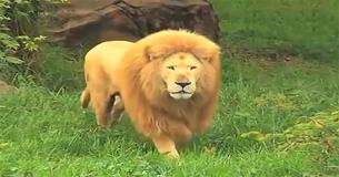 Zookeeper Throws Bored Lion Soccer Ball — Big Cat's Reaction Catches Her Entirely Off Guard Zookeeper Throws Bored Lion Soccer Ball — Big Cat's Reaction Catches Her Entirely Off Guard