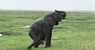 Une maman éléphant donne naissance à un bébé observés par des personnes en safari jusqu'à ce que le troupeau arrive Une maman éléphant donne naissance à un bébé observés par des personnes en safari jusqu'à ce que le troupeau arrive