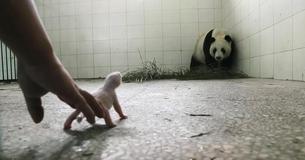Dierentuinpersoneel bezorgd dat panda haar baby af zal stoten totdat de camera het moment vastlegt waarop haar instinct naar boven komt Dierentuinpersoneel bezorgd dat panda haar baby af zal stoten totdat de camera het moment vastlegt waarop haar instinct naar boven komt